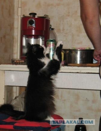 Котовторник. А как же?!