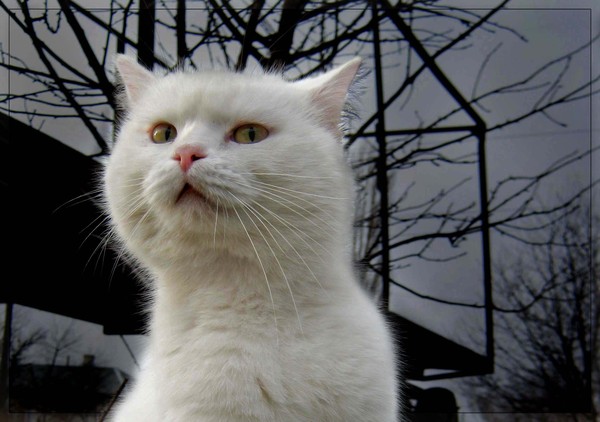 Десантный котовторник
