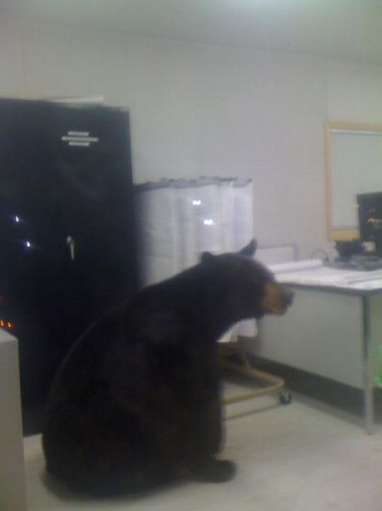Сисадмин задержался на работе