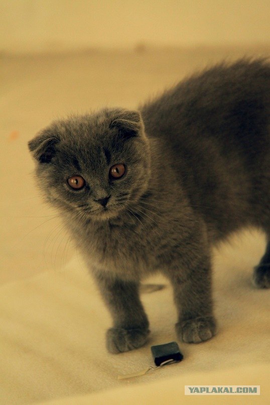 Котовторник 22.11.11
