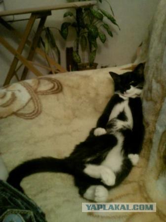 Котовторник (10.01.2012)