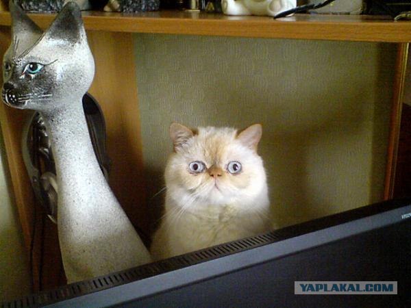 КОТОВТОРНИК (6.03.2012)