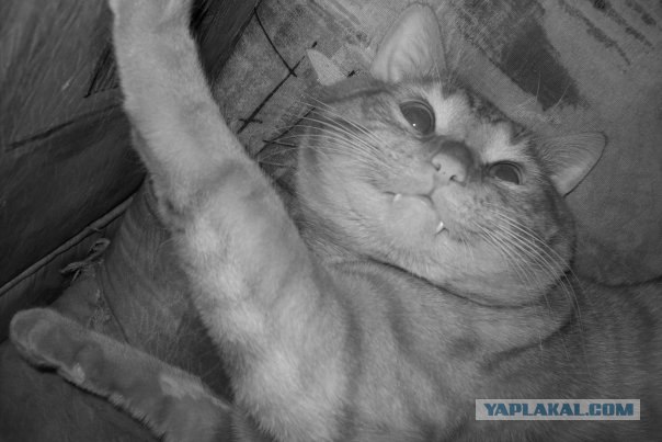 Котовторник 22.05.2012
