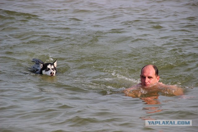 Один день из жизни Хаски, с обеда до ужина!