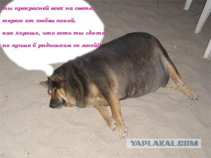 Фотожаба: О чем же думает собака?....