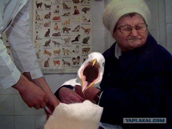 Чайка из Алькатраца