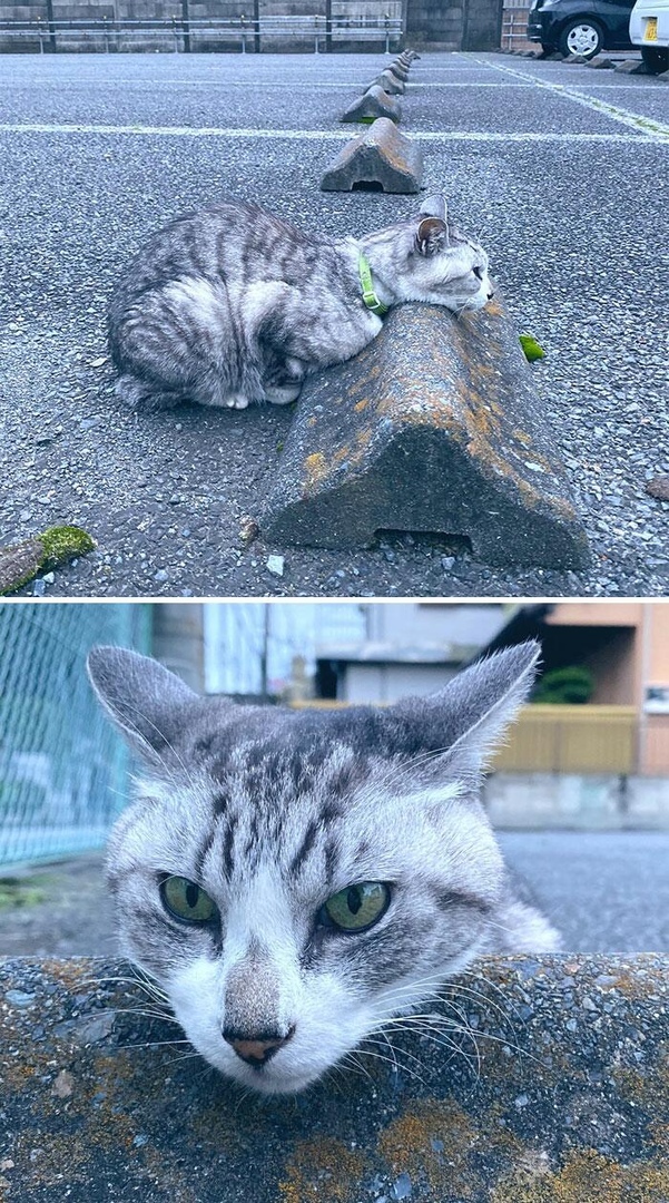 Эти забавные животные