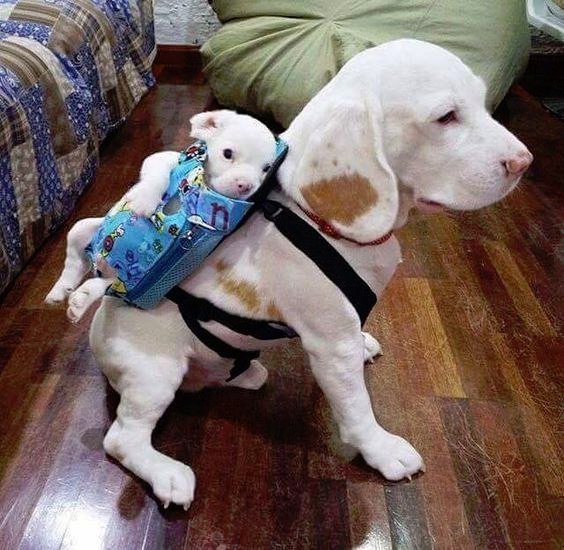 Эти забавные животные