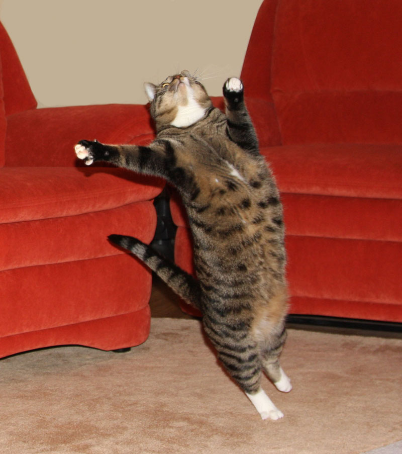 танцующий кот. кот зажигает. кот зажигает. танцевать. котята танцуют и поют.