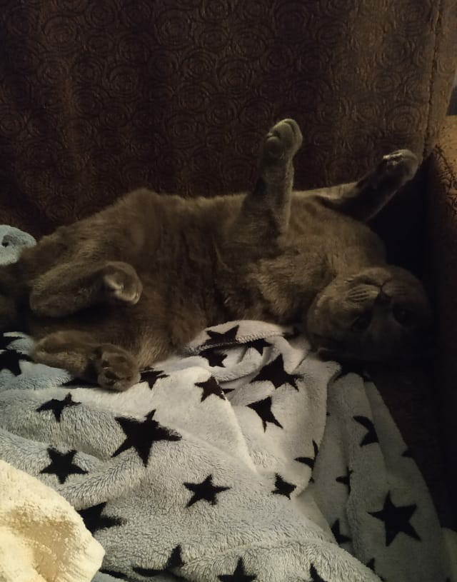 Котовторник 13.10.2020