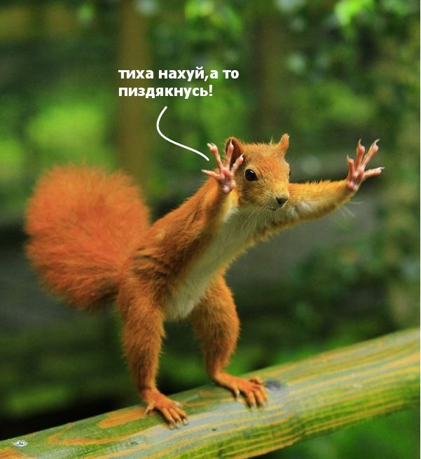 Фотожаба: Белка как бы говорит нам...