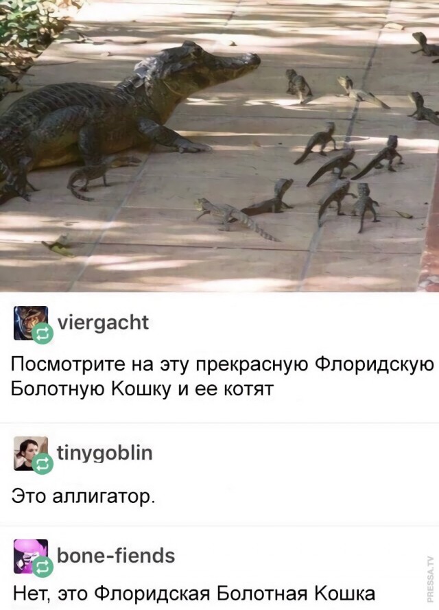 Некоторые это путают