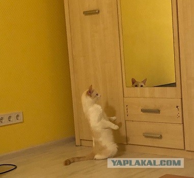 Подборка забавных фото о неподдельных эмоциях котов