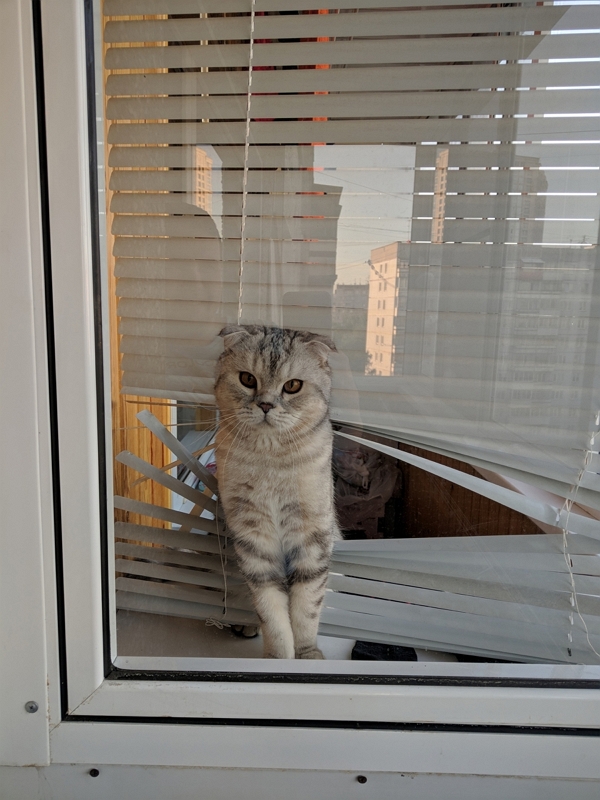Котовторник. Поговорим о кличках, друзья