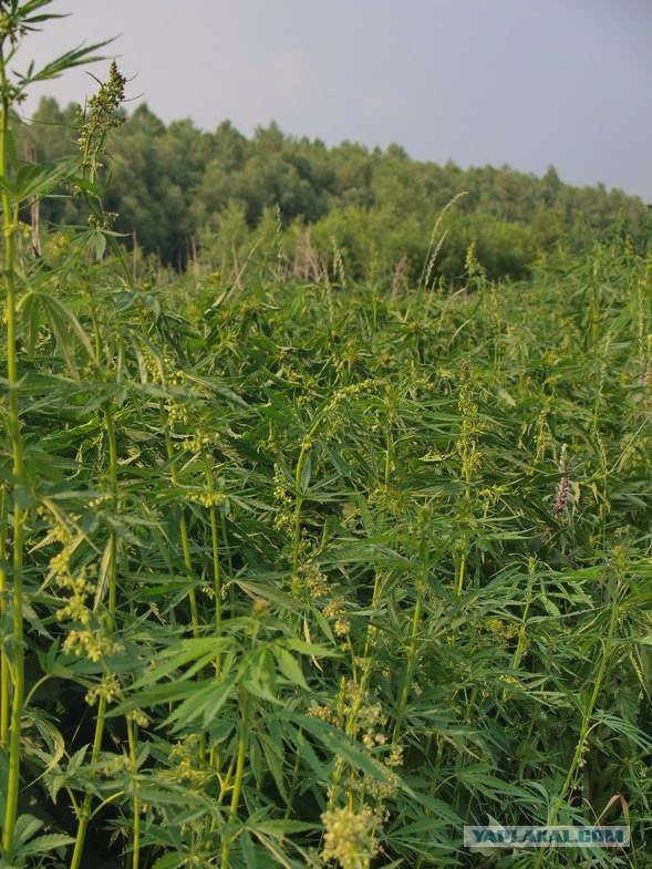 Путешествие на ВАЗе