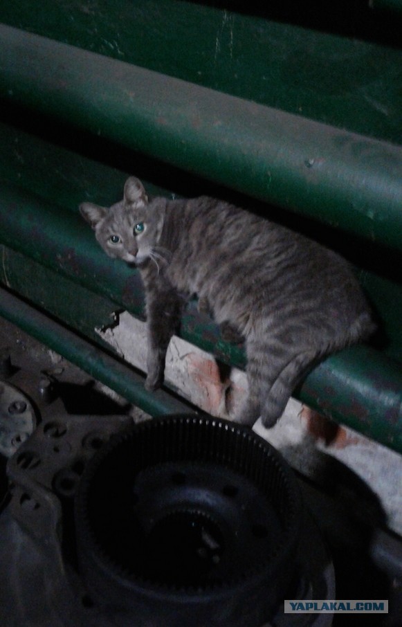 Коты на производстве