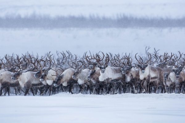 Покажу свой Чум