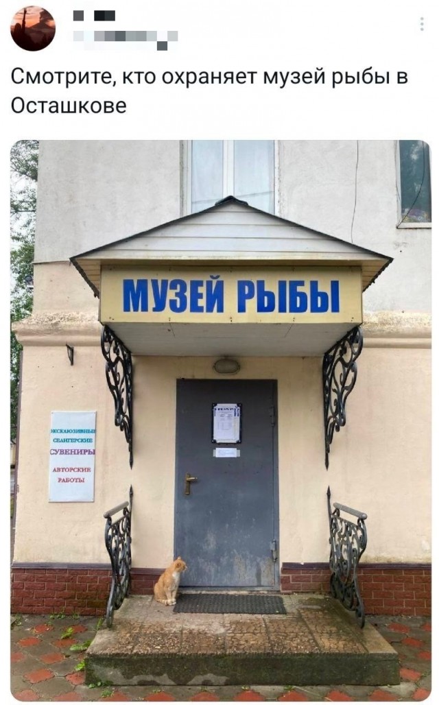 К котовторнику: подборка картинок-баянов с котиками и про котиков. Выпуск 17