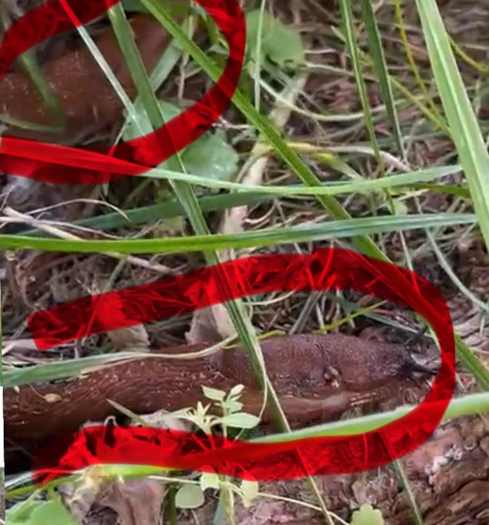 Литболталка