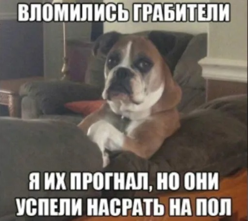 Собаки невиноваки