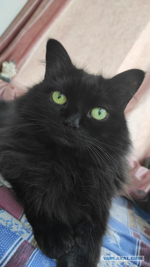 17 лет Коту ( примерно)