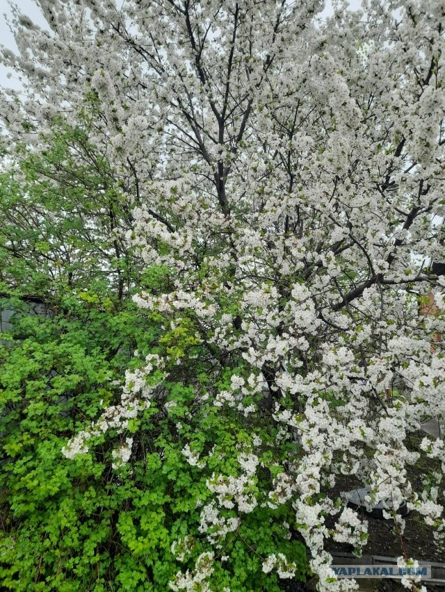 Не дать растаять Снегурчке. Нужна помощь всесильного Япа.