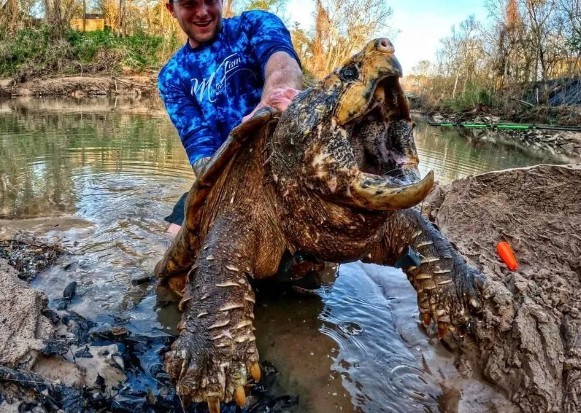 Прокати меня. Большая черепаха.