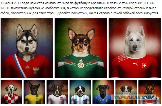 Спорт с улыбкой, интересности в сети