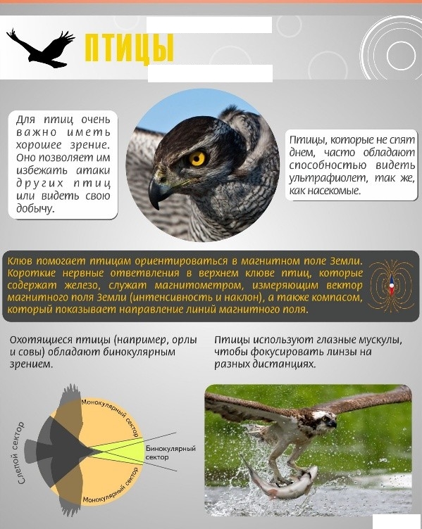 Удивительные факты о зрении у животных