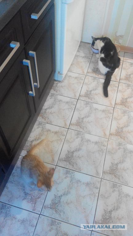 Знакомьтесь - это Персик!