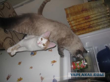 Котовторник 04.03.2014