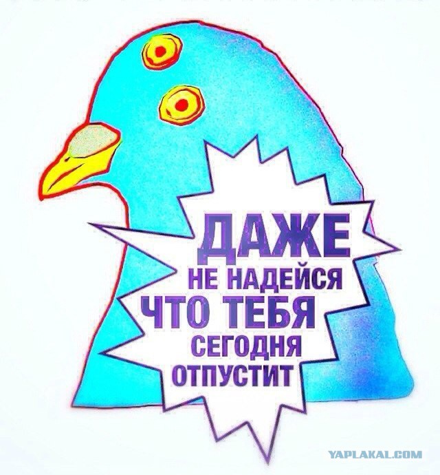 Свежие картинки из сети