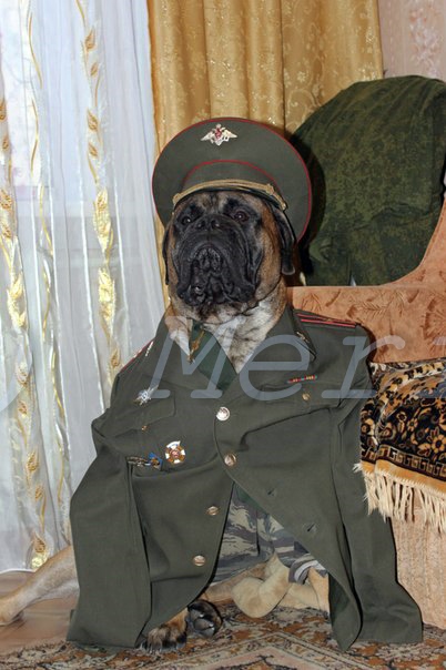 Собакочетверг.