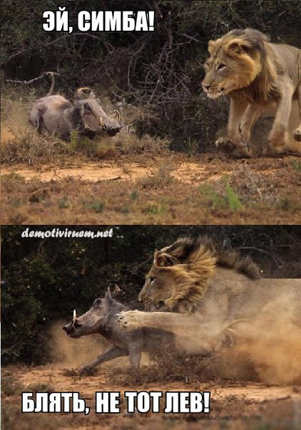 Удивительные фотки животных 15 штук