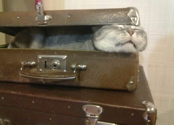Котовторнику посвящается.