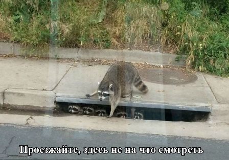 Енотт