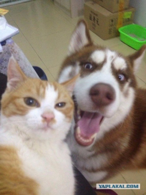 Пост невероятной кошачьей красоты. 25 фот.