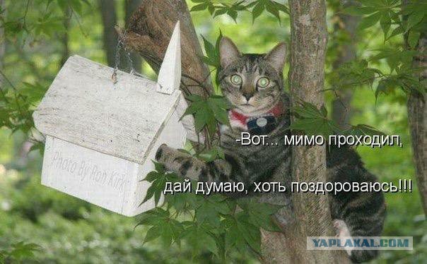Котовторник