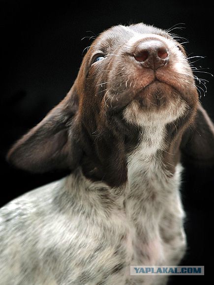 Собакочетверг