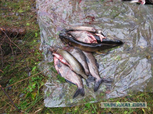 Веппский край, Южная тайга