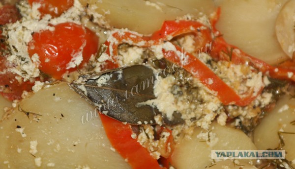 Любители морского окуня страшны в гневе