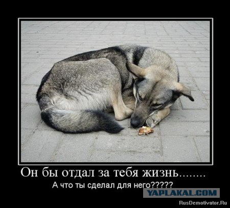 Пёс вернулся домой через 10 лет