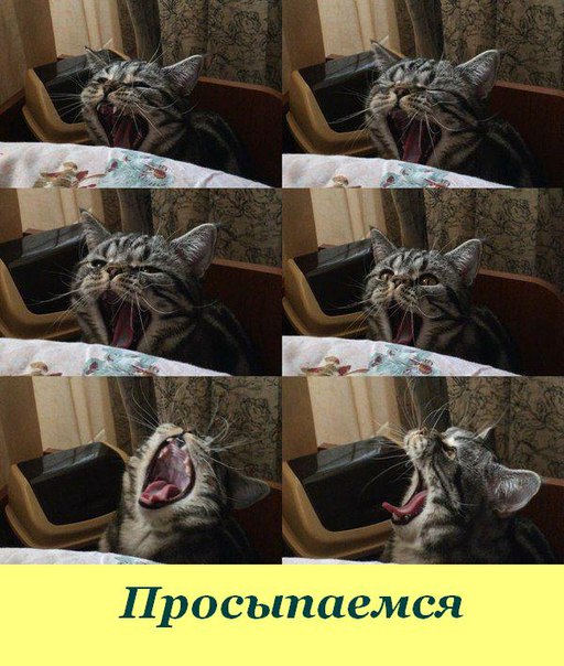 Картинки из сети