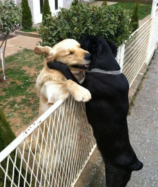 Мохнатые беспредельщики