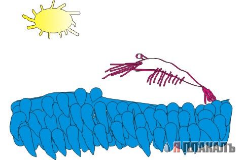 Газенваген