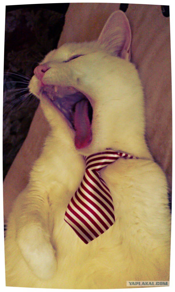 Когда котик зевнул не вовремя...