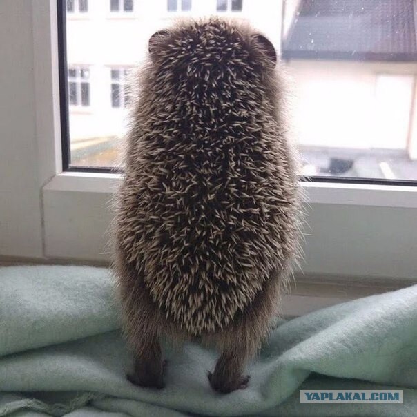 А у меня гость