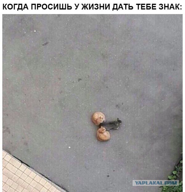 Картинки всякие