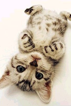 Коты из сети