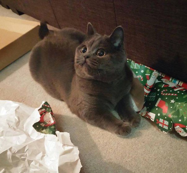 Коты из сети